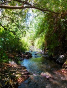 נחל הזאכי + עין פיק