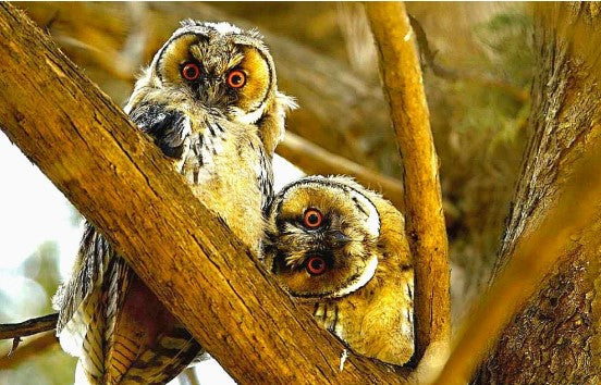 ג'ונגל בעיר