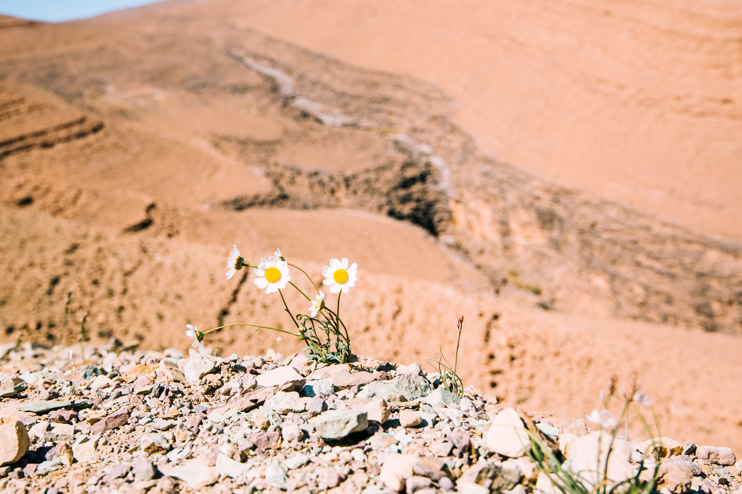 Dead Sea Adventure Day