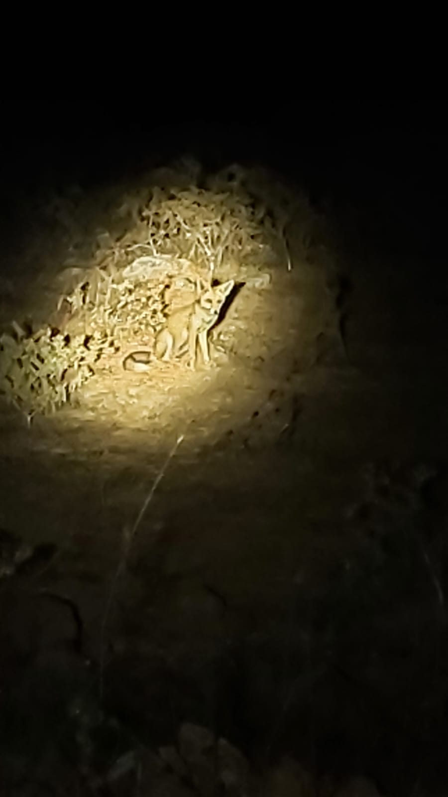 Jeep Tour Golan Heights Safari Night