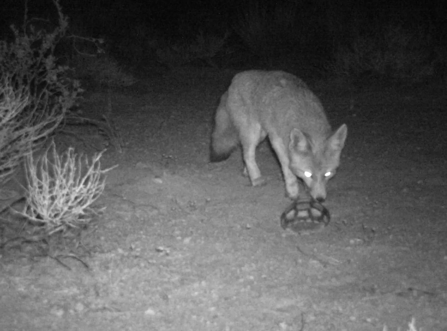 Jeep Tour Night Safari in the Jerusalem Mountains